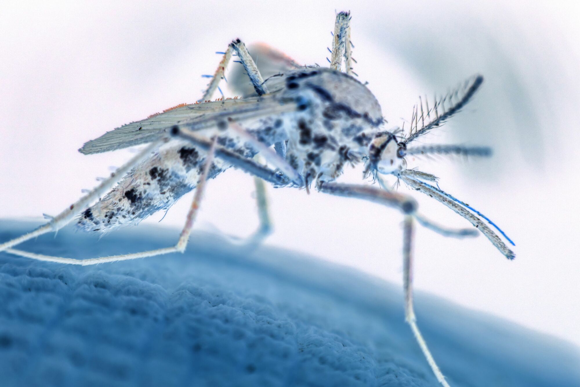 Das Foto zeigt die Gelbfiebermücke – auch Ägyptische Tigermücke genannt. Diese Mückenart überträgt einige Viruserkrankungen, unter anderem Gelbfieber oder Dengue-Fieber.